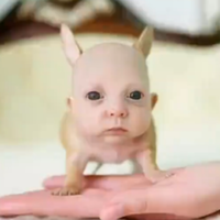 Begemot_iscovadrilo_alin